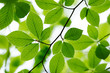 Detail of fresh beech tree leaves in early spring