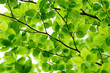 Detail of fresh beech tree leaves in early spring