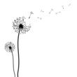 Pusteblumen