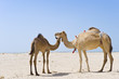 Mother and baby camels Mother and baby camels