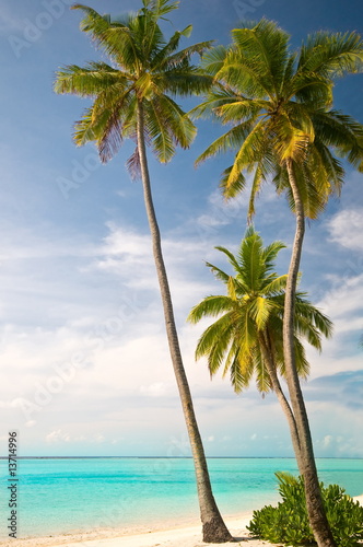  Tropischer Strand mit Palmen