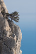 Tree on a rock