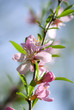Blossoming branch of an Oriental cherry Blossoming branch of an Oriental cherry