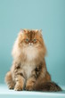 chat persan golden shaded assis de face sur fond bleu