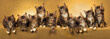 Composite panorama of 10 Maine Coon kittens on gold
