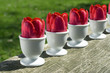 Tulips in egg cups