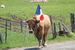 vache aubrac