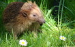 Igel709b