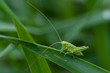 Grashüpfer