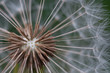 Pusteblume