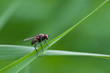 Die Fliege