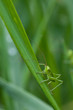 Grashüpfer