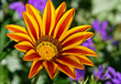 Gazanie, Gazania, Mittagsgold