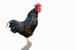 Huhn 2