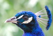 Pavone blu