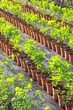 plantation