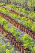 Foto: plantation plantation