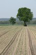 Feld Feld