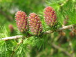 Europäische Lärche, Larix decidua