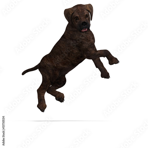 Illustration: cute puppy mastif cute puppy mastif