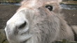 Funny Donkey Funny Donkey