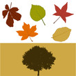 Herbst_Baum_Blaetter