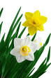 White and Yellow Daffodil