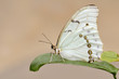 White Morpho butterfly