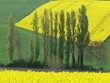 Champ de colza en Bourbonnais Champ de colza en Bourbonnais