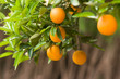 orangers