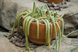 Fuzzy Cactus