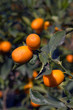 Photo: chinese orange cultivation chinese orange cultivation