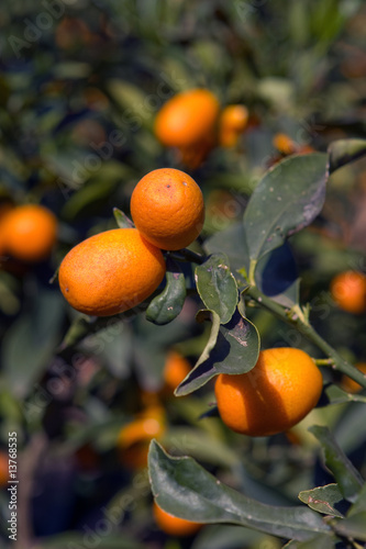 Photo: chinese orange cultivation chinese orange cultivation