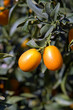 Photo: chinese orange cultivation chinese orange cultivation