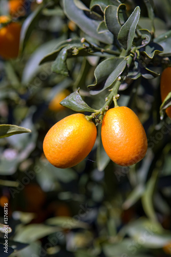 Photo: chinese orange cultivation chinese orange cultivation