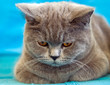 Photo: close up of grey cat close up of grey cat