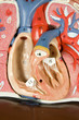 inside human heart