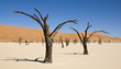 NAMIBIE - Dead Vlei NAMIBIE - Dead Vlei