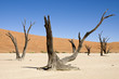 NAMIBIE - Dead Vlei NAMIBIE - Dead Vlei