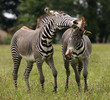 A pair of male Zebra fighting