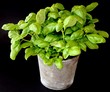Basilic fraîche
