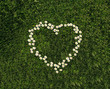 Coeur de Paquerettes