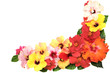 Corner with hibiscus flowers