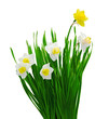 Daffodil Plants