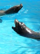 couple d'otaries couple d'otaries