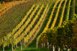 Vineyards in Slovenia in autumn Vineyards in Slovenia in autumn
