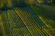 Vineyards in Slovenia in autumn Vineyards in Slovenia in autumn