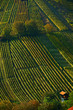 Vineyards in Slovenia in autumn Vineyards in Slovenia in autumn