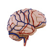 Illustration: Brain Veins Arteries b Brain Veins Arteries b