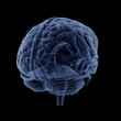 Illustration: Brain Trasparent Veins Arteries c Brain Trasparent Veins Arteries c